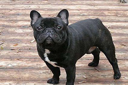 BULDOG FRANCEZ